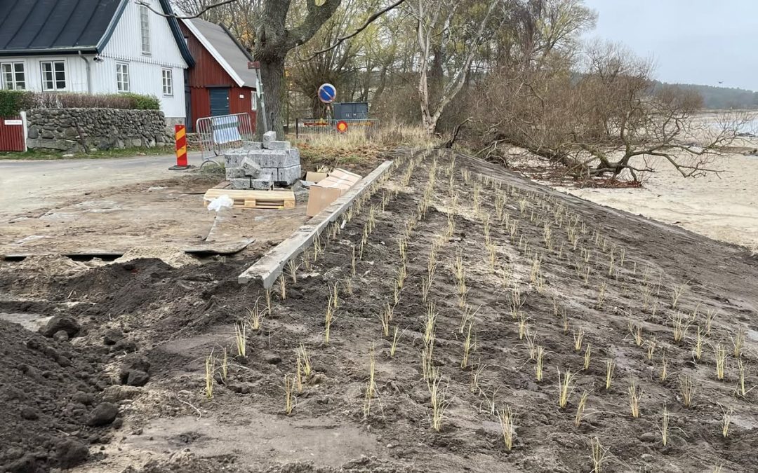 Nu planteras strandråg
